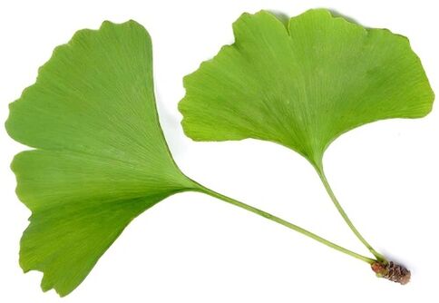 Insuvit contient du bilobe ginkgo